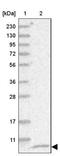 Adipogenesis Regulatory Factor antibody, NBP2-30736, Novus Biologicals, Western Blot image 