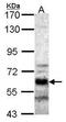 Serine/threonine-protein phosphatase 2A 56 kDa regulatory subunit alpha isoform antibody, PA5-28444, Invitrogen Antibodies, Western Blot image 