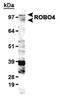 Roundabout Guidance Receptor 4 antibody, NB110-58780, Novus Biologicals, Western Blot image 