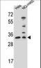 Nth Like DNA Glycosylase 1 antibody, LS-C163033, Lifespan Biosciences, Western Blot image 