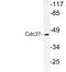 Cell Division Cycle 37 antibody, LS-C176589, Lifespan Biosciences, Western Blot image 