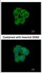 N-Myristoyltransferase 2 antibody, NBP2-19555, Novus Biologicals, Immunofluorescence image 