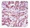 ATP Binding Cassette Subfamily G Member 5 antibody, NBP2-23488, Novus Biologicals, Immunohistochemistry frozen image 