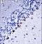 Casein Kinase 1 Gamma 3 antibody, LS-C164356, Lifespan Biosciences, Immunohistochemistry frozen image 
