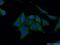 Annexin A6 antibody, 12542-1-AP, Proteintech Group, Immunofluorescence image 