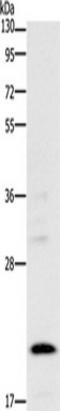 BCL2 Interacting Protein 3 antibody, TA349635, Origene, Western Blot image 