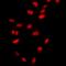 THAP domain-containing protein 1 antibody, orb412616, Biorbyt, Immunofluorescence image 