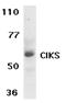 TRAF3 Interacting Protein 2 antibody, LS-C408, Lifespan Biosciences, Western Blot image 