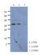 Carboxymethylenebutenolidase Homolog antibody, MBS200229, MyBioSource, Western Blot image 