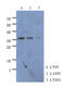 Carboxymethylenebutenolidase homolog antibody, MBS200229, MyBioSource, Western Blot image 