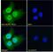 BCL6 Corepressor antibody, 45-326, ProSci, Immunofluorescence image 