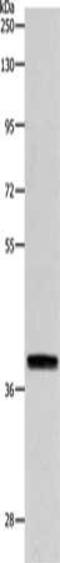 Reticulon 4 antibody, CSB-PA054695, Cusabio, Western Blot image 