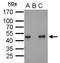 POU Class 5 Homeobox 1 antibody, GTX627419, GeneTex, Immunoprecipitation image 