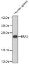 RAS Related antibody, 23-713, ProSci, Western Blot image 