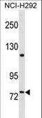 Fermitin Family Member 2 antibody, LS-C159641, Lifespan Biosciences, Western Blot image 