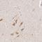 Chloride Voltage-Gated Channel 5 antibody, NBP1-84451, Novus Biologicals, Immunohistochemistry paraffin image 