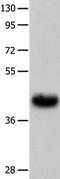 Urotensin 2 Receptor antibody, PA5-50506, Invitrogen Antibodies, Western Blot image 