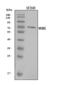 MUS81 Structure-Specific Endonuclease Subunit antibody, A00810-1, Boster Biological Technology, Western Blot image 