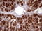 CD13 antibody, LS-C791226, Lifespan Biosciences, Immunohistochemistry paraffin image 