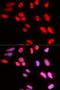 Pre-MRNA Processing Factor 3 antibody, LS-C334081, Lifespan Biosciences, Immunofluorescence image 
