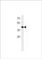 Transcription Factor AP-2 Epsilon antibody, PA5-72631, Invitrogen Antibodies, Western Blot image 