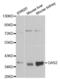 Growth Arrest Specific 2 antibody, abx001082, Abbexa, Western Blot image 