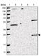 Stanniocalcin 1 antibody, NBP1-87816, Novus Biologicals, Western Blot image 