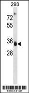 Aldo-Keto Reductase Family 1 Member D1 antibody, 58-637, ProSci, Western Blot image 