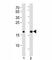 High Mobility Group AT-Hook 2 antibody, F52992-0.4ML, NSJ Bioreagents, Western Blot image 