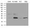 Cysteine And Histidine Rich Domain Containing 1 antibody, MA5-27264, Invitrogen Antibodies, Western Blot image 
