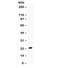 Gremlin 1, DAN Family BMP Antagonist antibody, R31825, NSJ Bioreagents, Western Blot image 