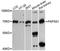 Bifunctional 3 -phosphoadenosine 5 -phosphosulfate synthase 1 antibody, A13773, ABclonal Technology, Western Blot image 