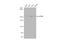 Mechanistic Target Of Rapamycin Kinase antibody, GTX101557, GeneTex, Western Blot image 