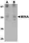 Ribosomal Oxygenase 2 antibody, PA5-20909, Invitrogen Antibodies, Western Blot image 
