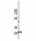 Tryptase Alpha/Beta 1 antibody, F40021-0.4ML, NSJ Bioreagents, Western Blot image 