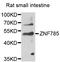 Zinc Finger Protein 785 antibody, LS-C349269, Lifespan Biosciences, Western Blot image 