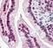 Karyopherin Subunit Alpha 4 antibody, ab6039, Abcam, Immunohistochemistry paraffin image 