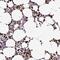Transmembrane Protein 178A antibody, PA5-62558, Invitrogen Antibodies, Immunohistochemistry frozen image 