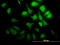 Cyclin G2 antibody, LS-C196834, Lifespan Biosciences, Immunofluorescence image 