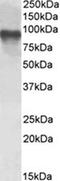 CREB Regulated Transcription Coactivator 2 antibody, orb22556, Biorbyt, Western Blot image 