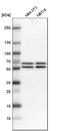 Apoptosis Inhibitor 5 antibody, HPA026598, Atlas Antibodies, Western Blot image 