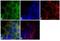 Arrestin Beta 2 antibody, PA1-732, Invitrogen Antibodies, Immunofluorescence image 
