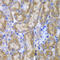 SPARC antibody, 16-455, ProSci, Immunohistochemistry frozen image 