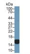 Cellular Retinoic Acid Binding Protein 2 antibody, LS-C373353, Lifespan Biosciences, Western Blot image 