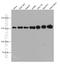 Rho Associated Coiled-Coil Containing Protein Kinase 1 antibody, 66782-1-Ig, Proteintech Group, Western Blot image 