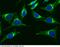 Diablo IAP-Binding Mitochondrial Protein antibody, 10339-MM12, Sino Biological, Immunohistochemistry paraffin image 