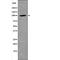 Nuclear Factor Of Activated T Cells 1 antibody, PA5-64484, Invitrogen Antibodies, Western Blot image 