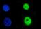 Chromobox 2 antibody, A06356-2, Boster Biological Technology, Immunofluorescence image 