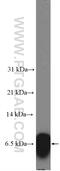 Mitochondrially Encoded ATP Synthase Membrane Subunit 8 antibody, 26723-1-AP, Proteintech Group, Western Blot image 