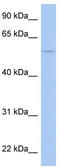 Tripartite Motif Containing 58 antibody, TA344502, Origene, Western Blot image 